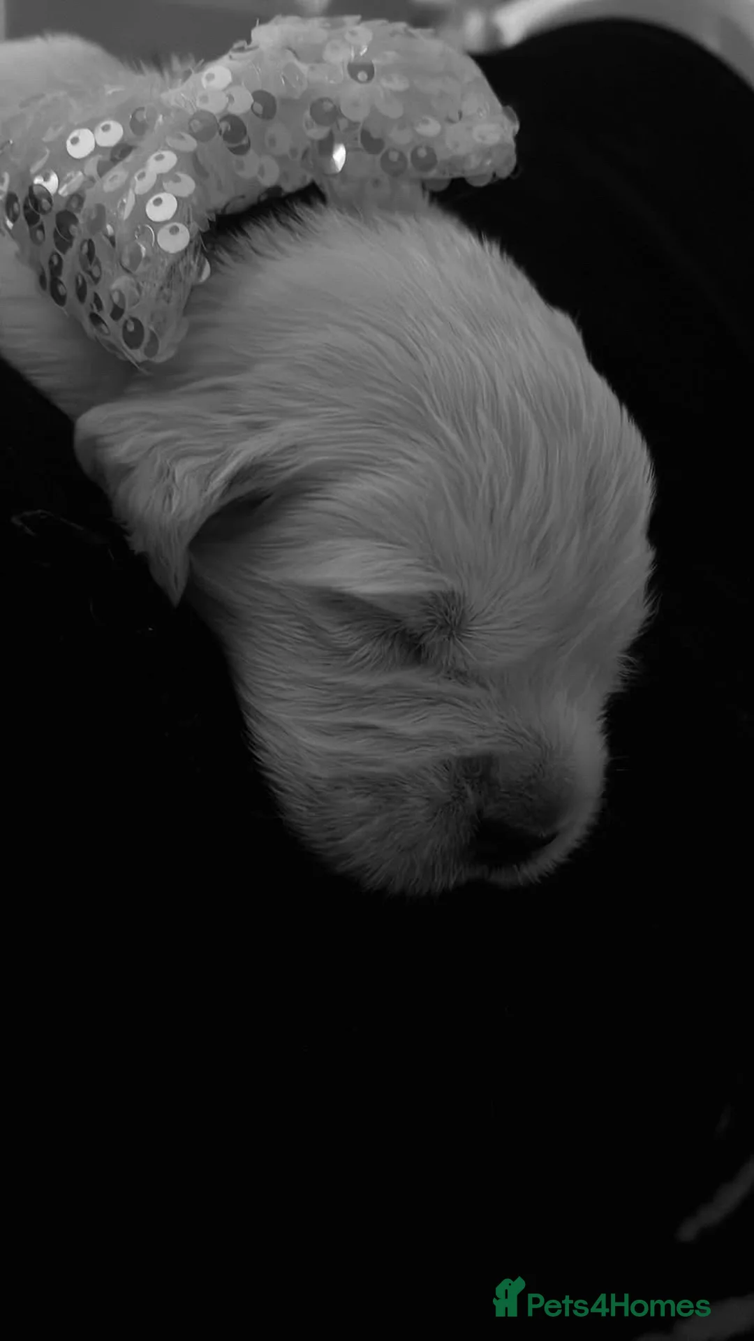 Golden Retriever dogs for sale: Exceptional Show Champion Litter   - Advert 5