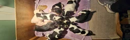 Jack Russell dogs for sale: Jack Russell Puppies - Advert 8
