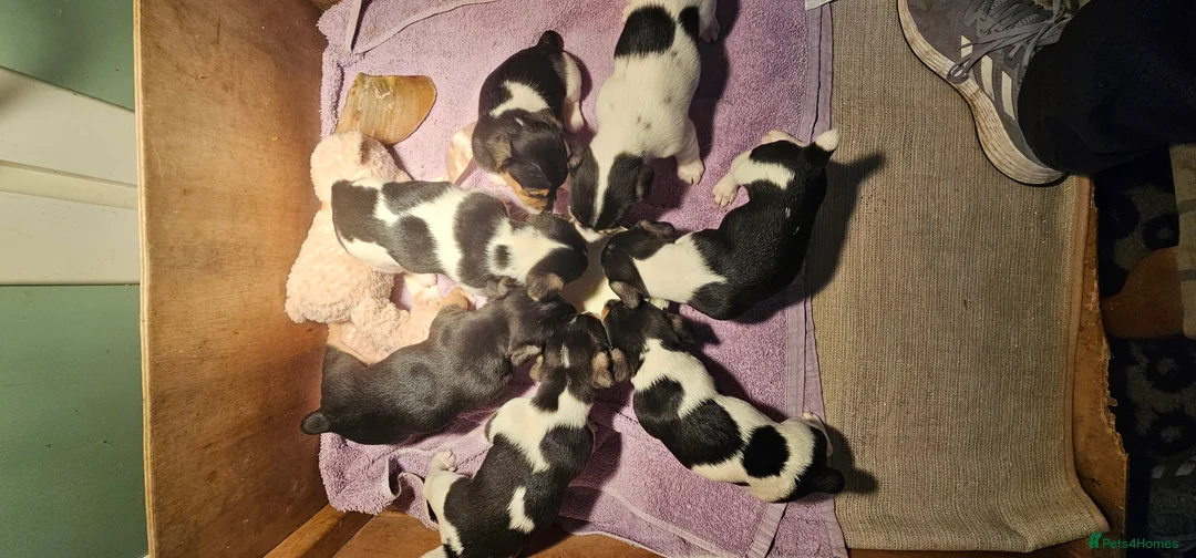 Jack Russell dogs for sale: Jack Russell Puppies - Advert 8