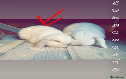 Mini Lop rabbits for sale: Male mini lop  - Image 3