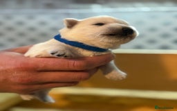 West Highland Terrier dogs for sale: West Highland Terrier Puppies for Loving Homes - Image 9