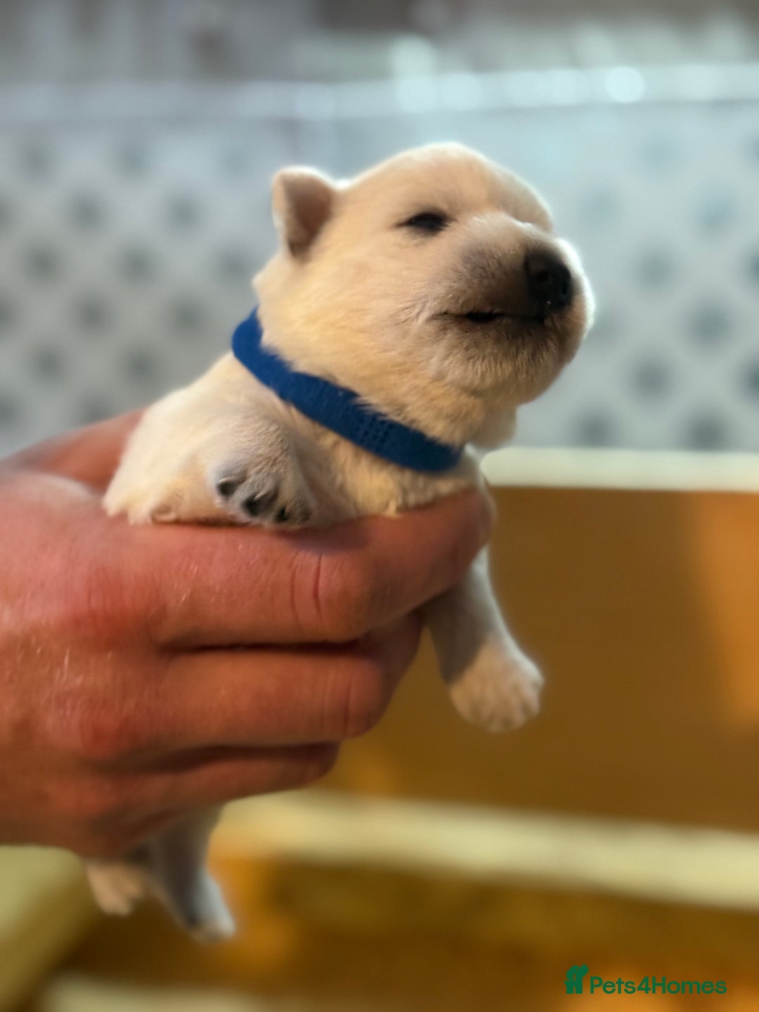 West Highland Terrier dogs for sale: West Highland Terrier Puppies for Loving Homes - Image 9