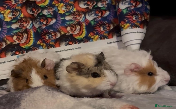 Guinea Pig rodents - Advert 2