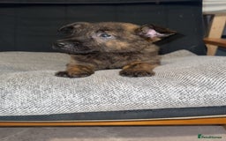 Mixed Breed dogs for sale: Male puppies  - Advert 4