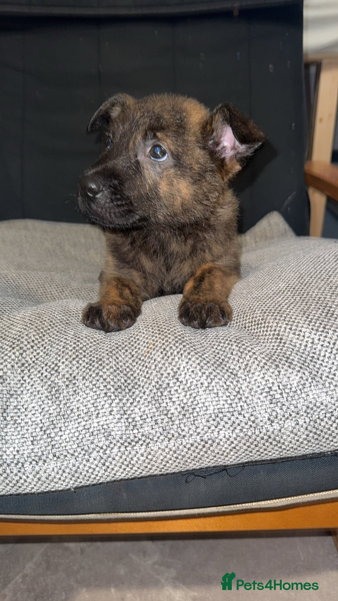 Mixed Breed dogs for sale: Male puppies  - Advert 4