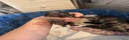 Miniature Dachshund dogs for sale: 4 adorable miniature daschund pups - Advert 9