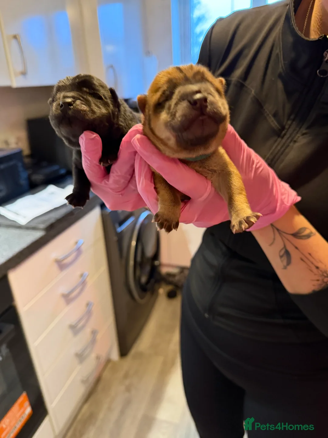 Chow Chow dogs for sale: KC Registered Chow Chow Puppies ❤️ - Advert 6