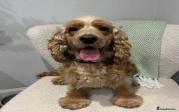 Cocker Spaniel dogs for sale: Adult KC Reg Girl  - Image 3