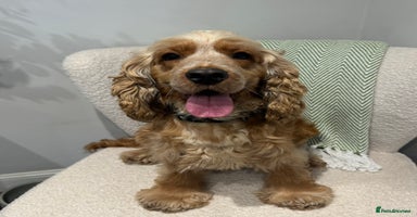 Cocker Spaniel dogs - Advert 11