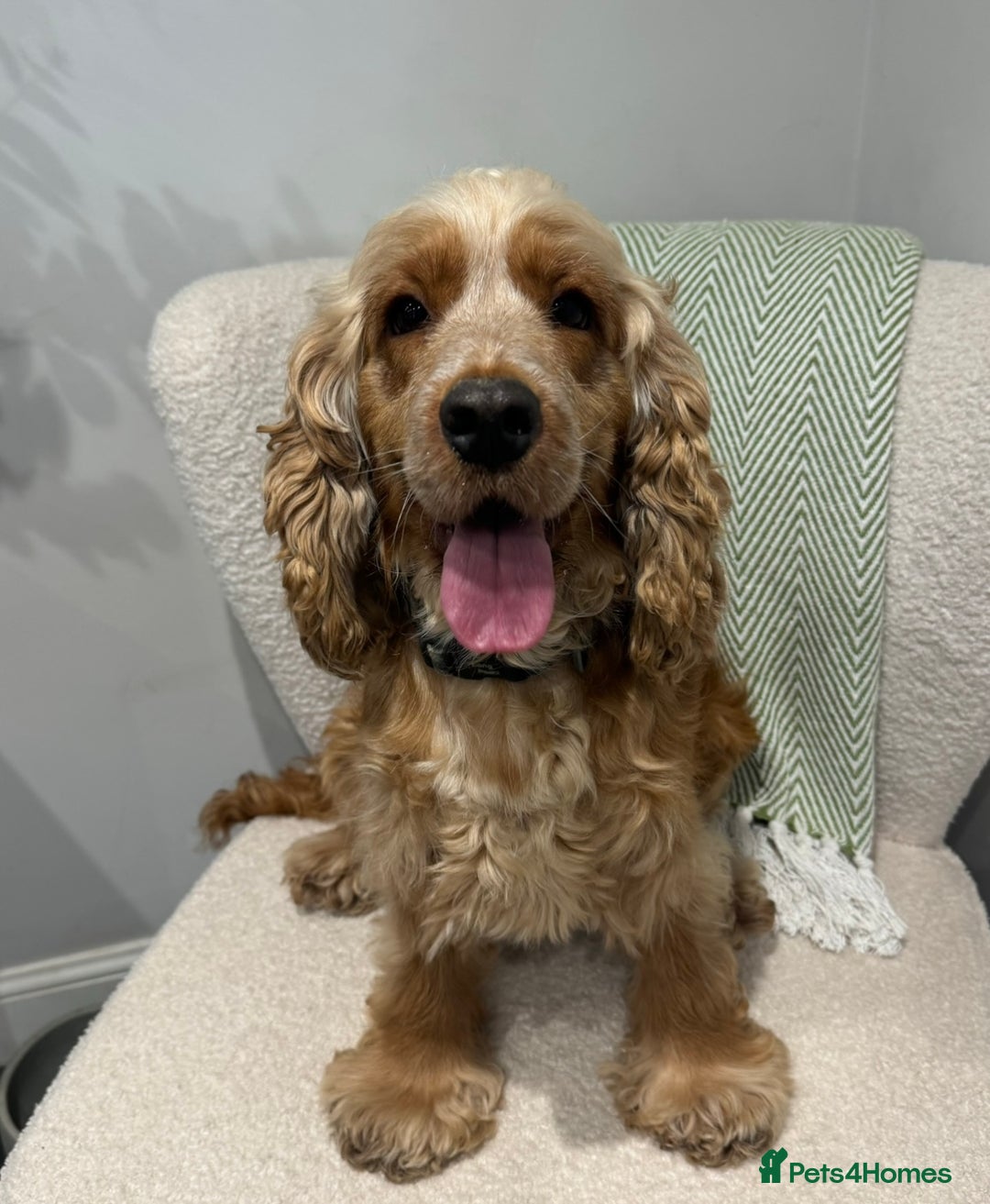 Cocker Spaniel dogs for sale: Adult KC Reg Girl  - Image 3