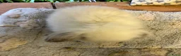 Mini Lion Lop rabbits for sale: Pure mini lion lops from show stock  - Advert 6