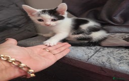 Mixed Breed cats for sale: 3 beautiful friendly females  - Image 2