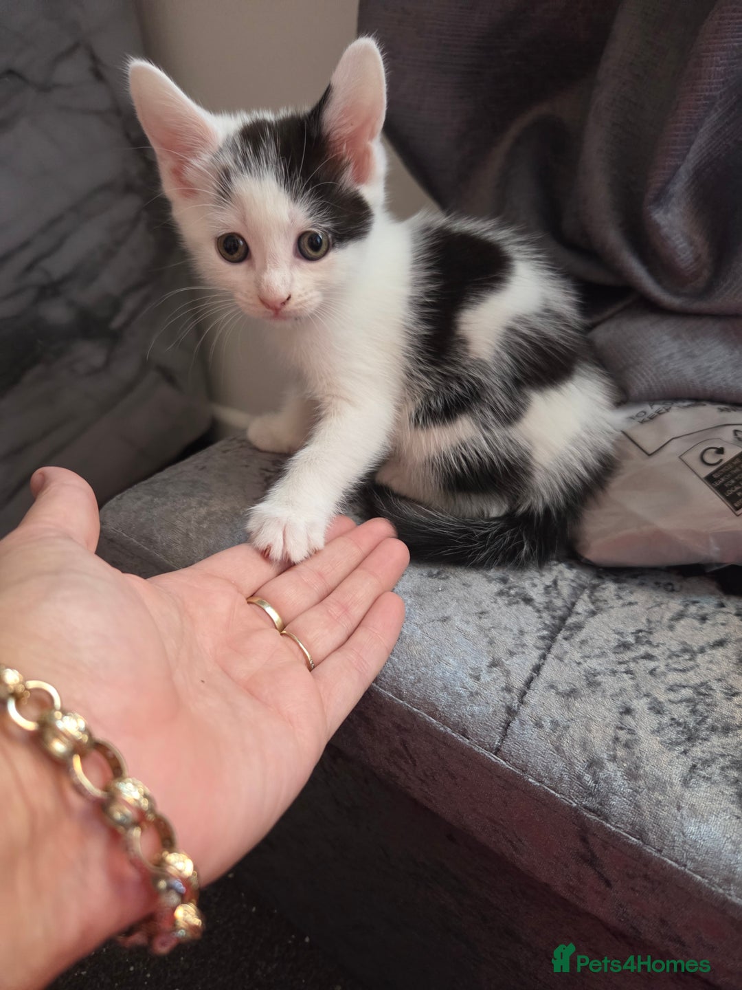 Mixed Breed cats for sale: 3 beautiful friendly females  - Image 2