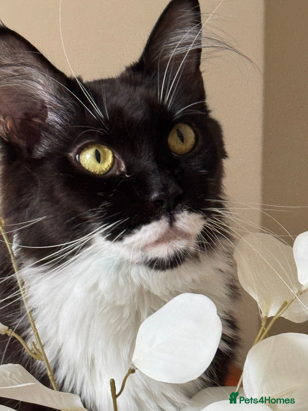 Maine Coon cats for sale: Lala Gorgeous Maine Coon kitten for sale - Advert 1