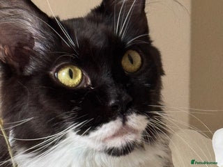 Maine Coon cats Lala Gorgeous Maine Coon kitten for sale - Advert 1