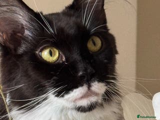 Maine Coon cats Lala Gorgeous Maine Coon kitten for sale - Advert 12