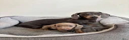 Miniature Dachshund dogs for sale:  Ready now PRA clear Miniature dachshunds - Advert 2