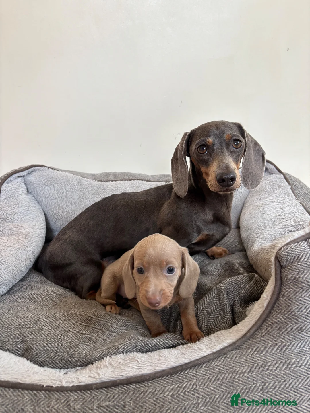 Miniature Dachshund dogs for sale:  Ready now PRA clear Miniature dachshunds - Advert 2