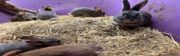 Rex rabbits for sale: Velvet Rex babies  - Advert 5