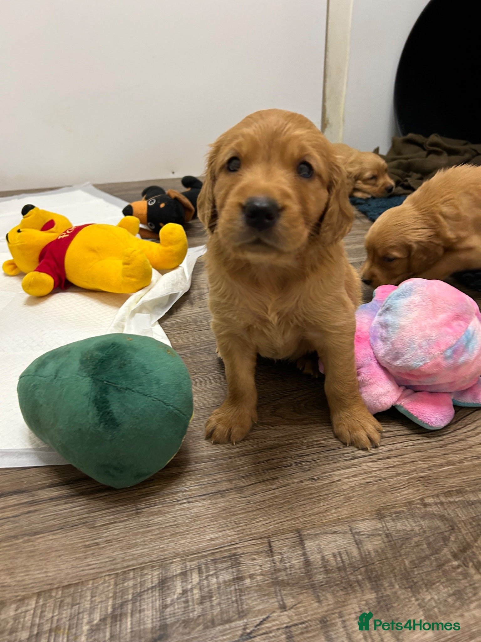 Golden Retriever dogs Beautiful litter of dark red golden retriever pups - Advert 2