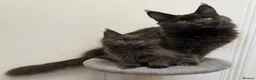 Maine Coon cats for sale: Pedigree GCCF Russian Kazakhstan import line - Advert 20