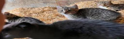 Mixed Breed cats for sale: 4 fun and inquisitive kittens - Advert 18