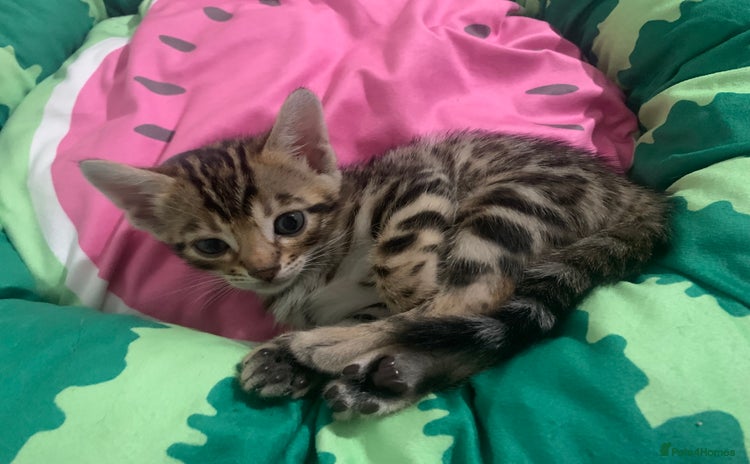 Bengal cats - Advert 1