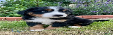 Bernese Mountain Dog 4