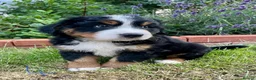 Bernese Mountain Dog dogs for sale: Bernese Mountain Dog Puppies - Advert 5
