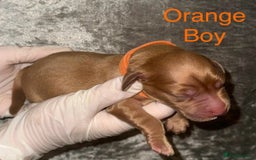 Labrador Retriever dogs for sale: Stunning Labrador Puppy's ( 4 girls, 3 boys ) - Image 5