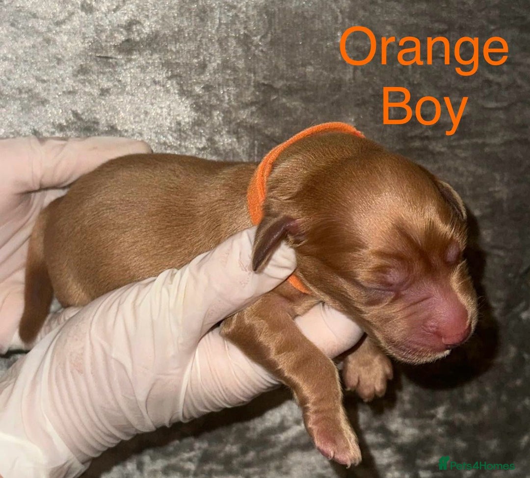Labrador Retriever dogs for sale: Stunning Labrador Puppy's ( 4 girls, 3 boys ) - Image 5