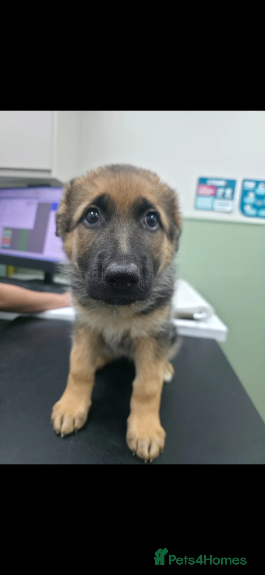 German Shepherd dogs for sale: Stunning german shepherd puppies for sale! - Advert 2