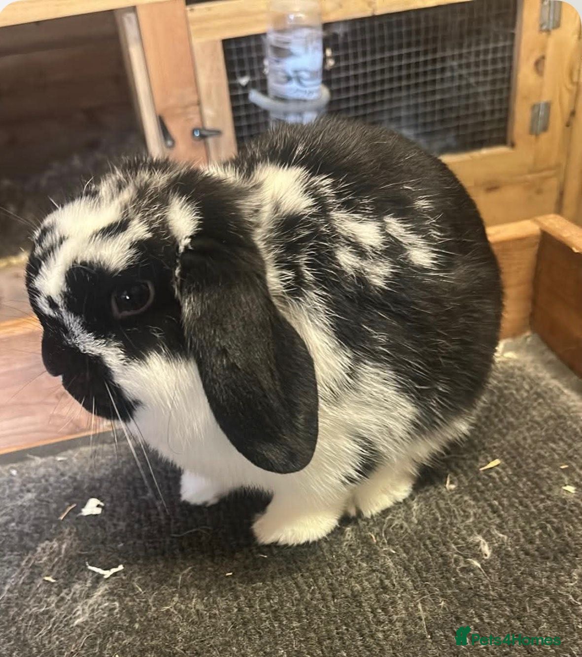 Mini Lop rabbits 2.x male rabbits  - Advert 1