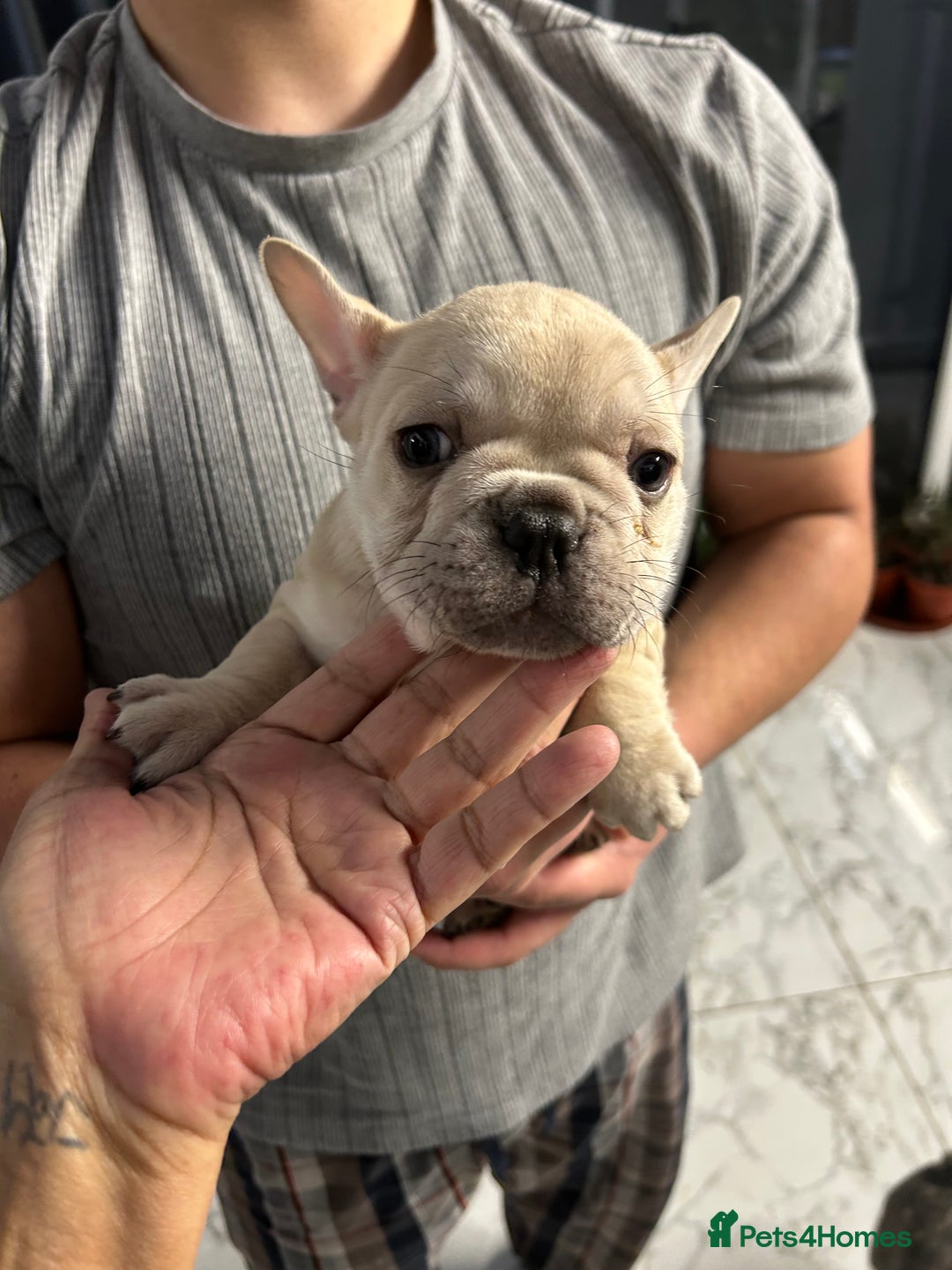 French Bulldog dogs for sale: 3 Extremely beautiful French bull terriers kc reg  - Advert 3
