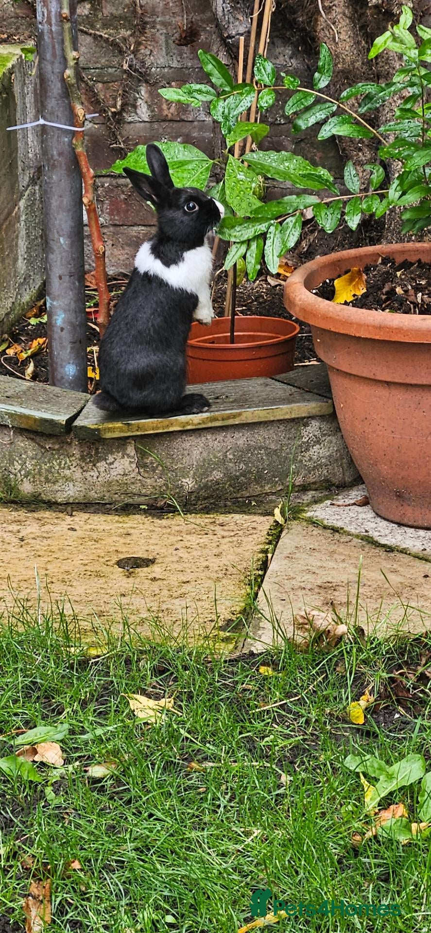 Mixed Breed rabbits They are really friendly rabbits. 💞 - Advert 1