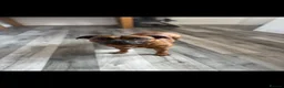 Staffordshire Bull Terrier dogs for sale: Red KC Reg Staffordshire Bull Terrier Due October - Advert 4