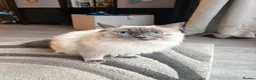 Ragdoll cats for sale: Beautiful Female Ragdoll For Sale - Advert 5