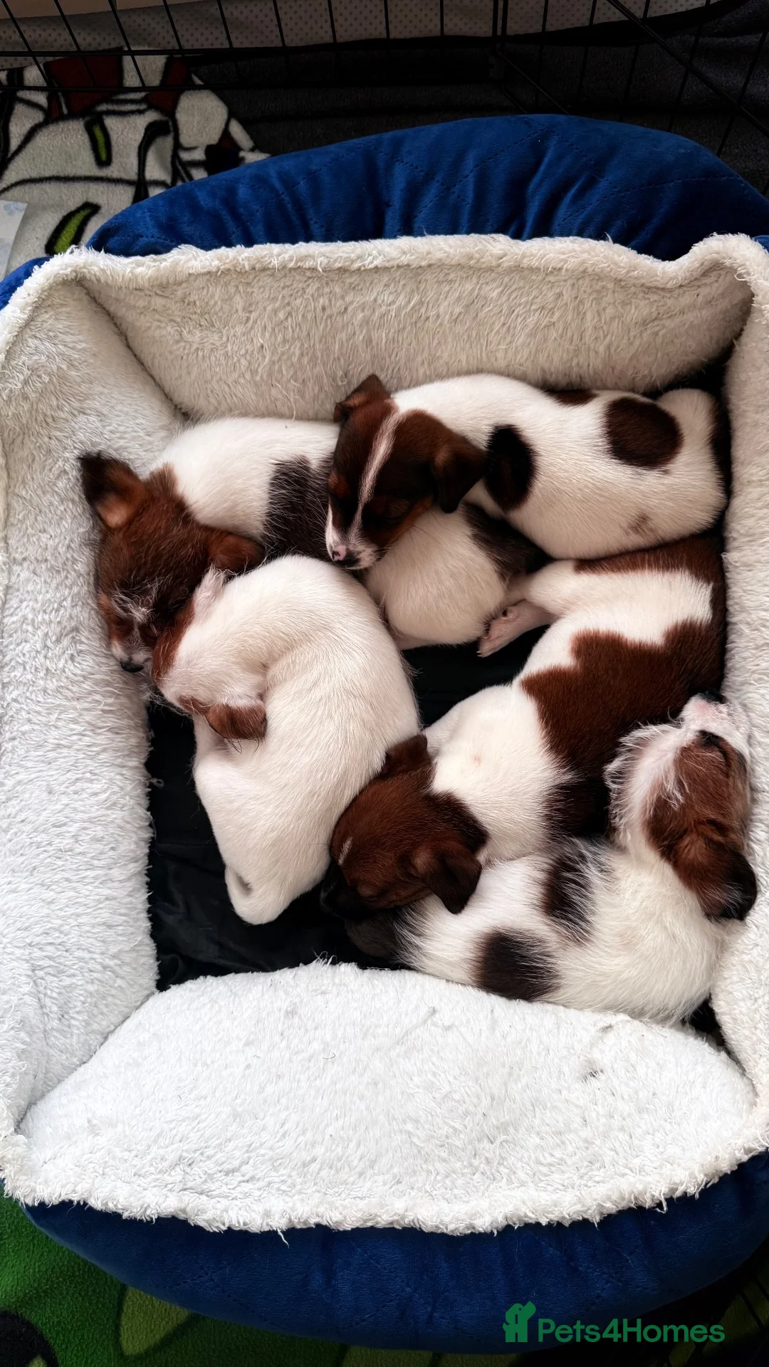 Jack Russell dogs for sale: Jack Russel puppies in Manchester - Advert 2