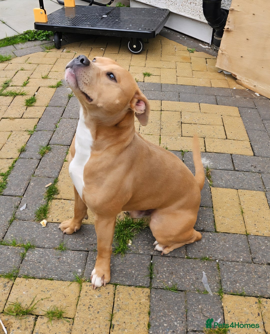 Staffordshire Bull Terrier dogs for sale: Staffy Puppies. Exceptional Temperament. - Advert 23