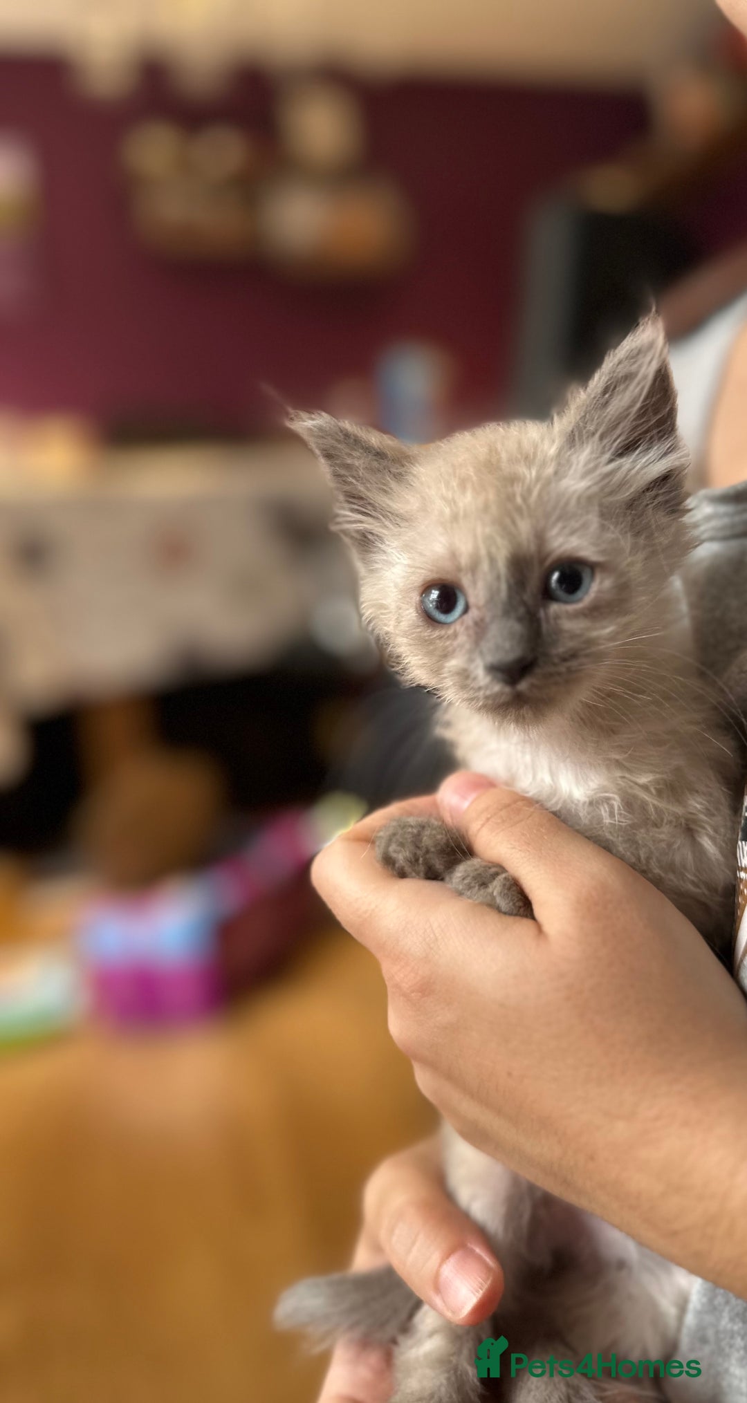 Birman cats for sale: Birman Kitten 2 - Birman kittens  - Image 9
