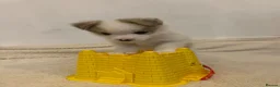 Pomsky dogs for sale: Gorgeous F3 Pomsky pups / perfect Husky markings - Advert 31