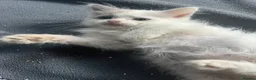 Ragdoll cats for sale: 🐈 Gorgeous Cherubim ragdoll kittens  - Advert 5