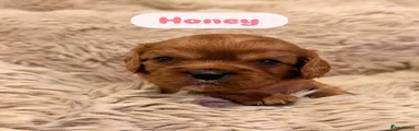 🩷Honey - Pink Collar