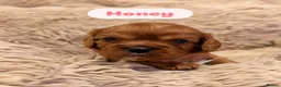Cavalier King Charles Spaniel dogs for sale: 5 Beautiful Cavalier Puppies  in Stockport - Advert 16