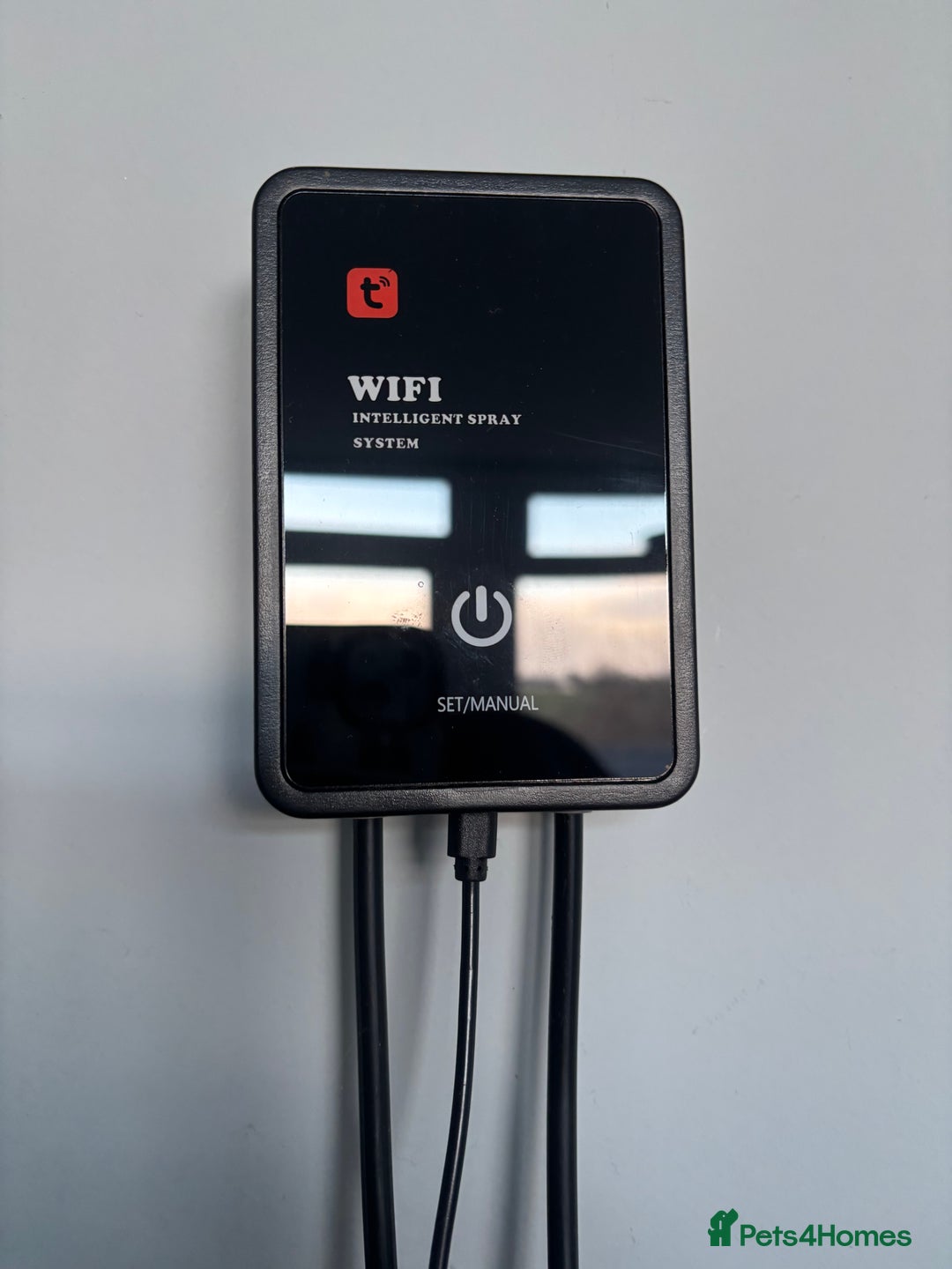 Chameleon reptiles for sale: Male Yemen Chameleon and tank  - Advert 6