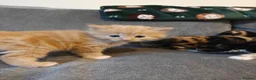 Mixed Breed cats for sale: 1x Longhair Ginger 3x Calico Tricolour Kittens! - Advert 12