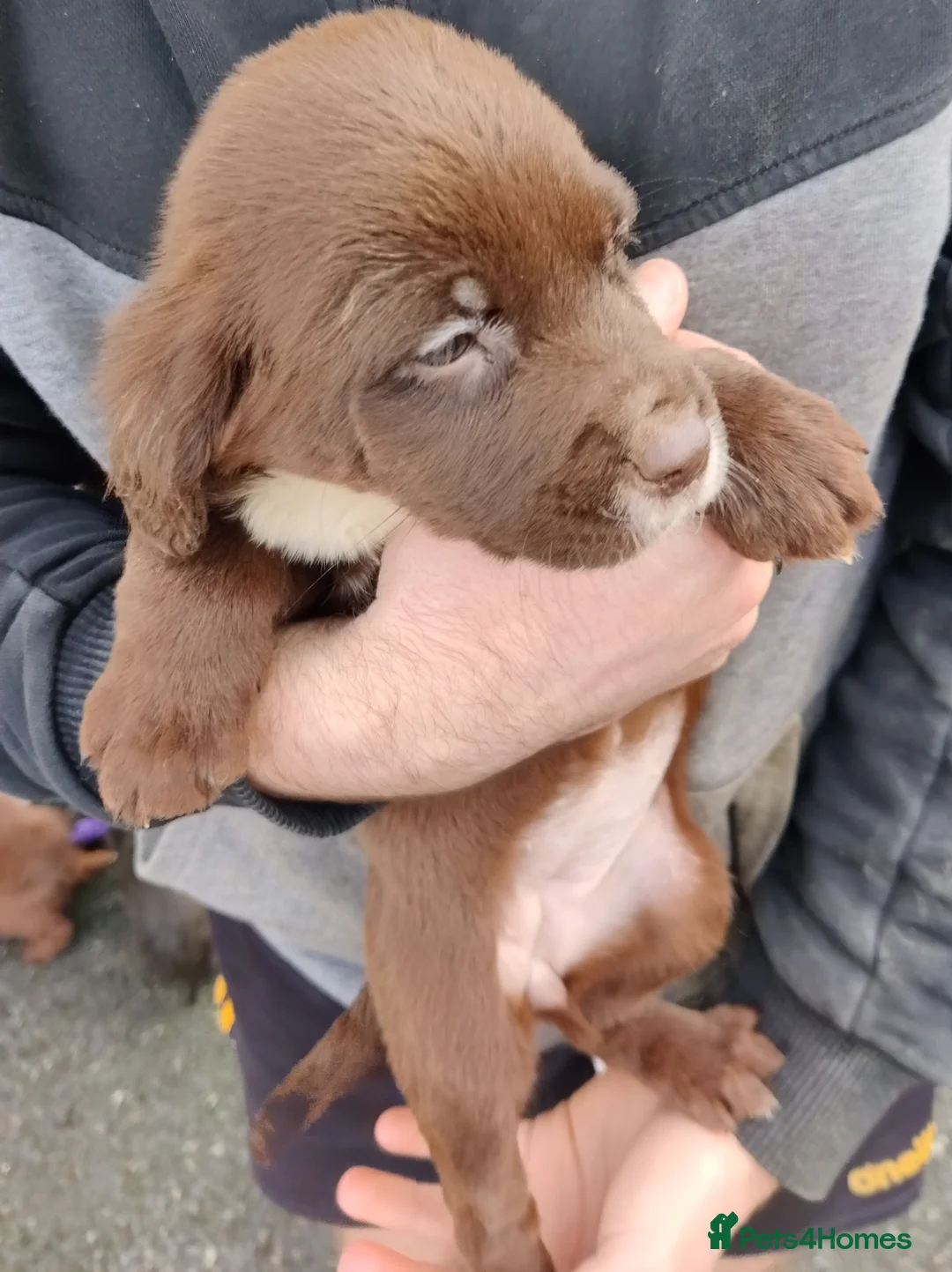 Springador dogs for sale: Springador Puppies - Advert 6