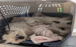 Neva Masquerade cats for sale: Litter 'W' 2 boys and 3 girls - Image 1