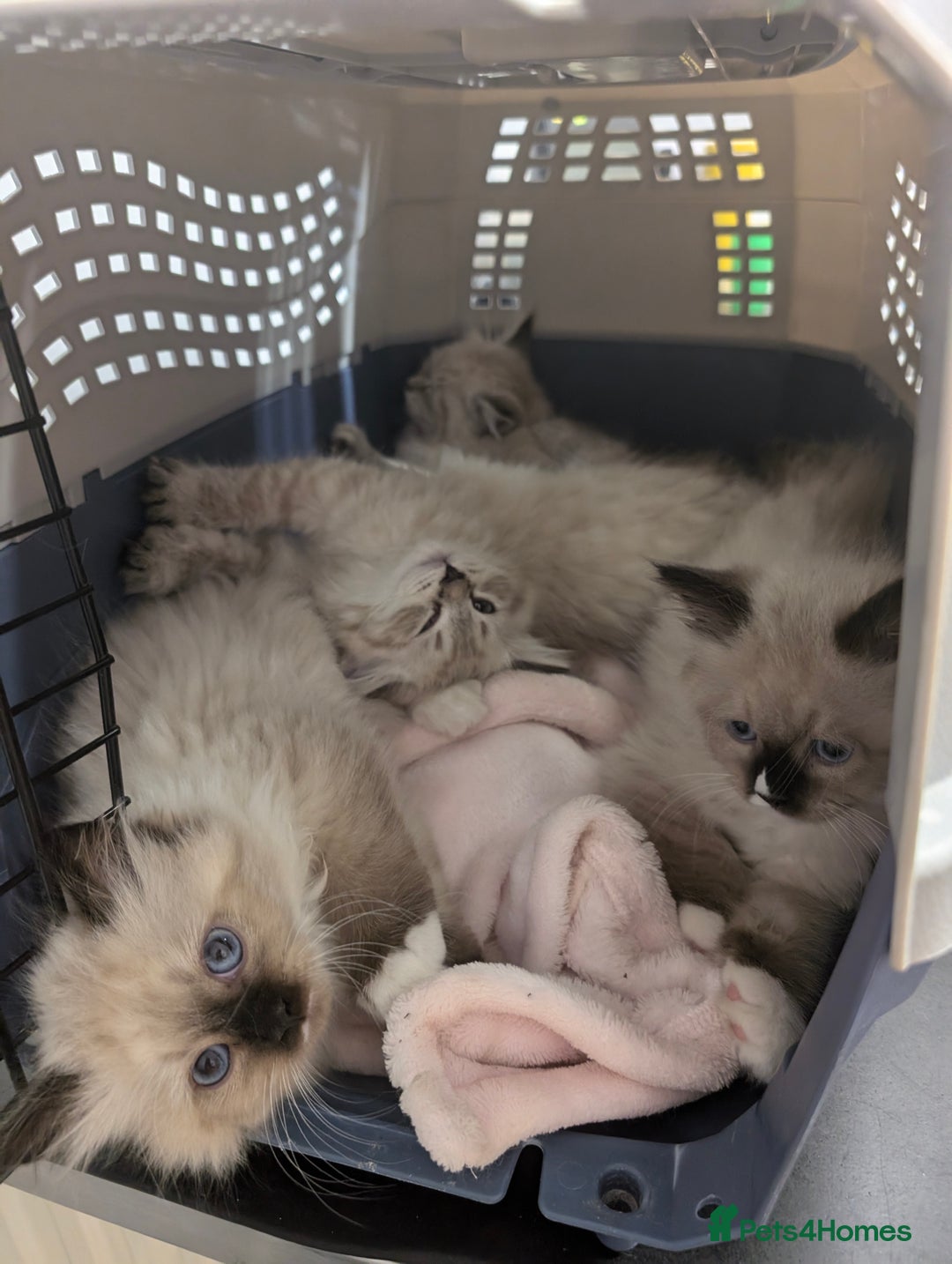 Neva Masquerade cats for sale: Litter 'W' 2 boys and 3 girls - Image 1