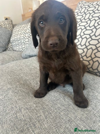 Labradoodle dogs - Advert 3